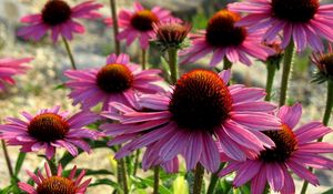 Preview wallpaper echinacea, flowers, petals, herbs, sun