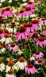 Preview wallpaper echinacea, flowers, white, pink, flowerbed