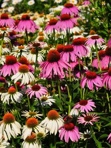 Preview wallpaper echinacea, flowers, white, pink, flowerbed