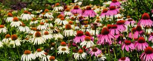 Preview wallpaper echinacea, flowers, white, pink, flowerbed