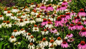 Preview wallpaper echinacea, flowers, white, pink, flowerbed