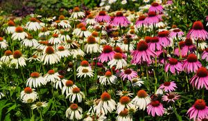 Preview wallpaper echinacea, flowers, white, pink, flowerbed