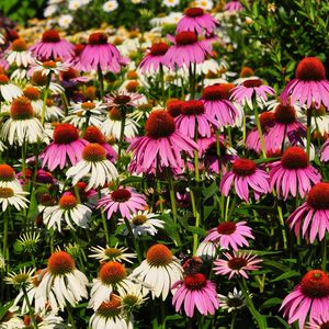 Preview wallpaper echinacea, flowers, white, pink, flowerbed