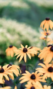 Preview wallpaper echinacea, flowers, yellow, flowering, plant