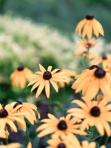 Preview wallpaper echinacea, flowers, yellow, flowering, plant