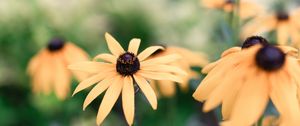 Preview wallpaper echinacea, flowers, yellow, flowering, plant