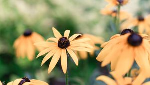 Preview wallpaper echinacea, flowers, yellow, flowering, plant