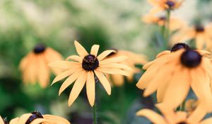 Preview wallpaper echinacea, flowers, yellow, flowering, plant