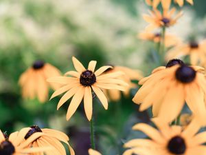 Preview wallpaper echinacea, flowers, yellow, flowering, plant