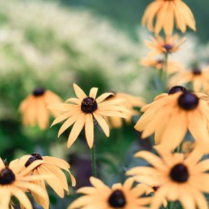 Preview wallpaper echinacea, flowers, yellow, flowering, plant