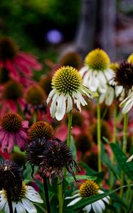 Preview wallpaper echinacea, petals, blur, flowers, plant