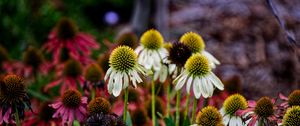 Preview wallpaper echinacea, petals, blur, flowers, plant