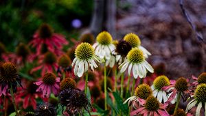 Preview wallpaper echinacea, petals, blur, flowers, plant