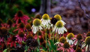 Preview wallpaper echinacea, petals, blur, flowers, plant