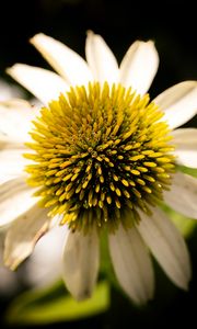 Preview wallpaper echinacea, petals, blur, flower, pollen, macro