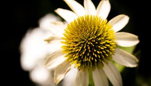 Preview wallpaper echinacea, petals, blur, flower, pollen, macro