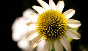 Preview wallpaper echinacea, petals, blur, flower, pollen, macro