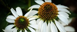 Preview wallpaper echinacea, petals, blur, flower, pollen, white