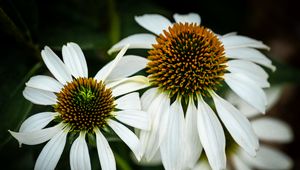 Preview wallpaper echinacea, petals, blur, flower, pollen, white