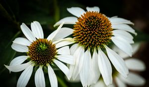 Preview wallpaper echinacea, petals, blur, flower, pollen, white