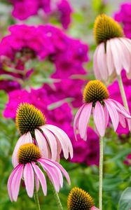 Preview wallpaper echinacea, petals, blur, flowers