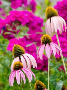 Preview wallpaper echinacea, petals, blur, flowers