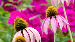 Preview wallpaper echinacea, petals, blur, flowers