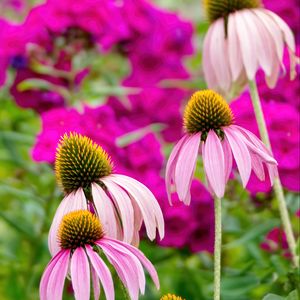 Preview wallpaper echinacea, petals, blur, flowers