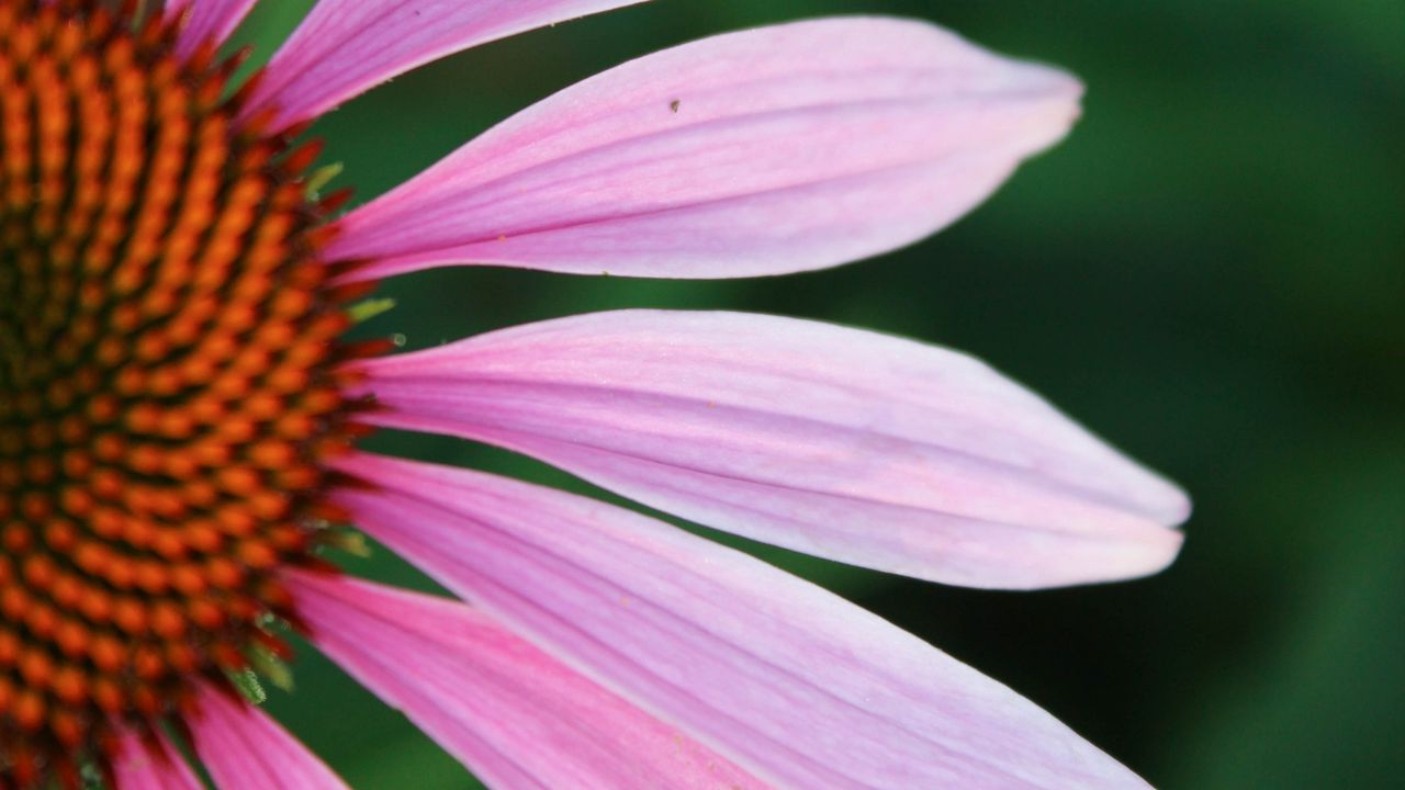 Wallpaper echinacea, petals, blur, flower, pink