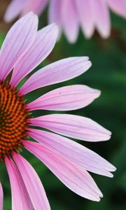 Preview wallpaper echinacea, petals, blur, flower, pink