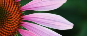 Preview wallpaper echinacea, petals, blur, flower, pink