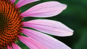 Preview wallpaper echinacea, petals, blur, flower, pink