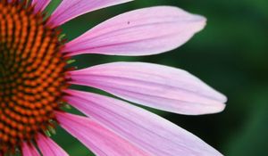 Preview wallpaper echinacea, petals, blur, flower, pink