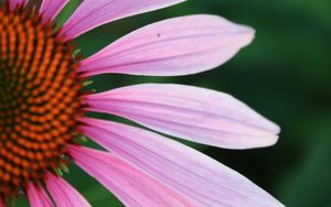 Preview wallpaper echinacea, petals, blur, flower, pink