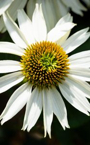 Preview wallpaper echinacea, petals, flower, pollen, macro, blur