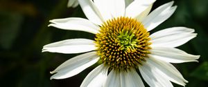 Preview wallpaper echinacea, petals, flower, pollen, macro, blur