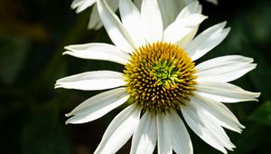 Preview wallpaper echinacea, petals, flower, pollen, macro, blur