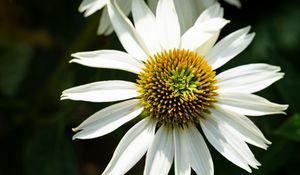 Preview wallpaper echinacea, petals, flower, pollen, macro, blur