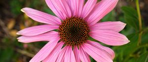 Preview wallpaper echinacea, petals, flower, pollen, macro, pink