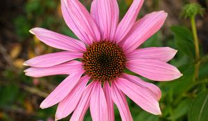 Preview wallpaper echinacea, petals, flower, pollen, macro, pink