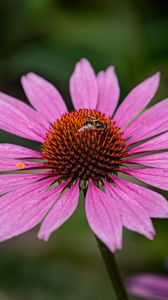 Preview wallpaper echinacea, petals, flower, bee, macro