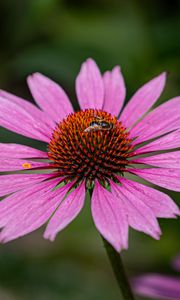 Preview wallpaper echinacea, petals, flower, bee, macro