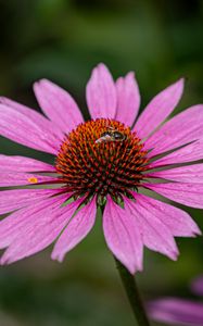 Preview wallpaper echinacea, petals, flower, bee, macro