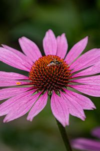 Preview wallpaper echinacea, petals, flower, bee, macro