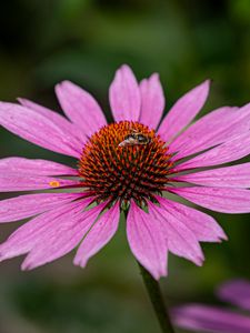 Preview wallpaper echinacea, petals, flower, bee, macro