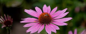 Preview wallpaper echinacea, petals, flower, bee, macro