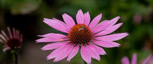 Preview wallpaper echinacea, petals, flower, bee, macro