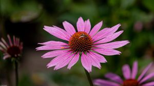 Preview wallpaper echinacea, petals, flower, bee, macro