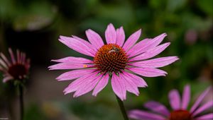 Preview wallpaper echinacea, petals, flower, bee, macro