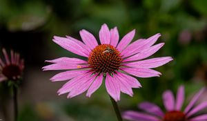 Preview wallpaper echinacea, petals, flower, bee, macro